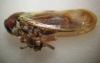 Oncopsis sp.